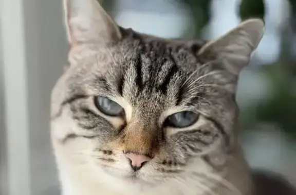 Кошки потеряшки, Кировская область, фото: Потеряшка кошка в СНТ Энергетик, Кировская обл.