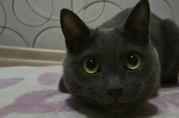 Кошки потеряшки, Чита, фото: Потеряшка серый кот, Курнатовского 70, Чита