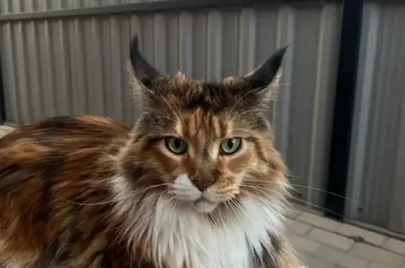 Пропала кошка, 3-я Шоссейная, 39, Белгород