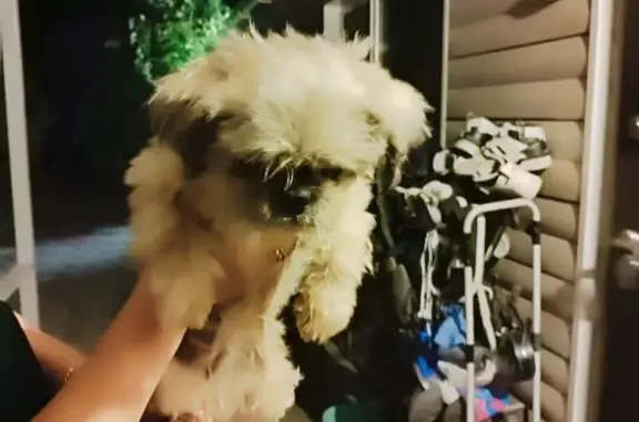 Найдена собака, Артём, фото: Собака найдена у трассы Владивосток-Артём