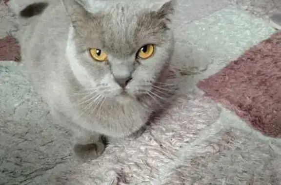 Кошки потеряшки, Навля, фото: Потеряшка кошка, ул. Береснёва, Навля