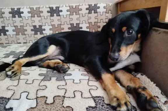 Собака найдена: пр. Ударников, 19 к3