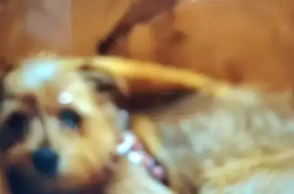 Собаки потеряшки, Хотьково, фото: Потеряшка собака у Дикси, 1-я Больничная, Хотьково