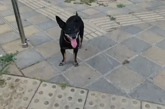 Найдена собака, Таманская 121 к2, Анапа