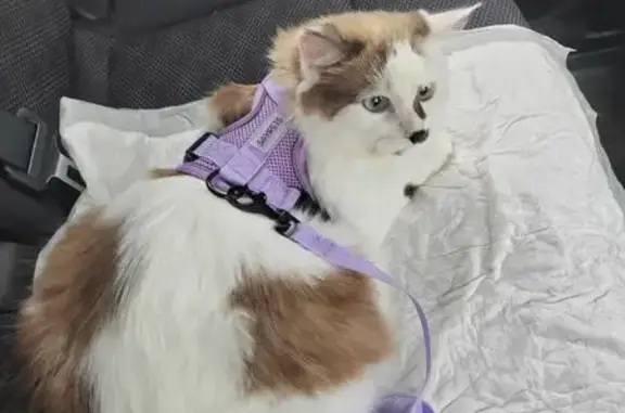 Кошки потеряшки, Ярославская область, фото: Потеряшка кошка, Кузнечихинское СП, Ярославль