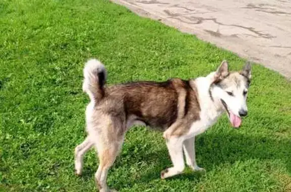 Пёс найден в Петрово, Томский район