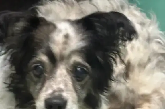 Собака найдена: ул. Ивана Черных 117/1, Томск