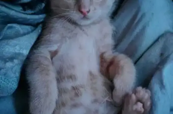 Кошки потеряшки, Усть-Илимск, фото: Потеряшка кошка, Чайковского 11Б, Усть-Илимск