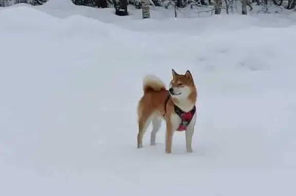 Собаки потеряшки, Московская область, фото: Потеряшка Сиба-ину, Волоколамское шоссе