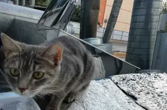 Найдена кошка, Ростов-на-Дону, фото: Кошка найдена: Таганрогская ул, 112, РнД