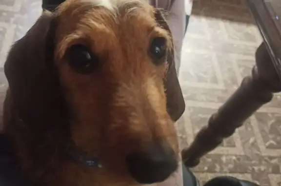 Собаки потеряшки, Московская область, фото: Потеряшка такса, Фрязино, МО