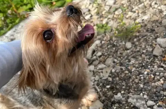 Найдена собака, Добрянка, фото: Йоркширский терьер найден на Гоголя, 26
