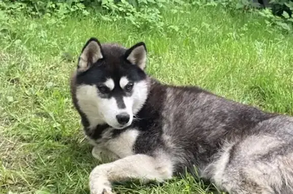 Найдена собака, Балашиха, фото: Собака найдена у ст. Ольгино, Балашиха