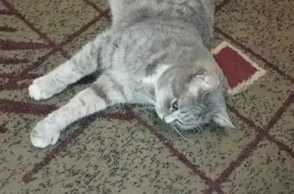 Пропала кошка, Техническая 52А, Екб