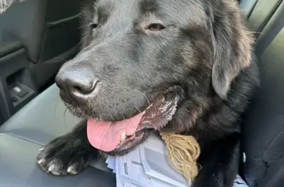 Найдена собака, городское поселение Кильдинстрой, фото: Собака найдена в Кильдинстрое