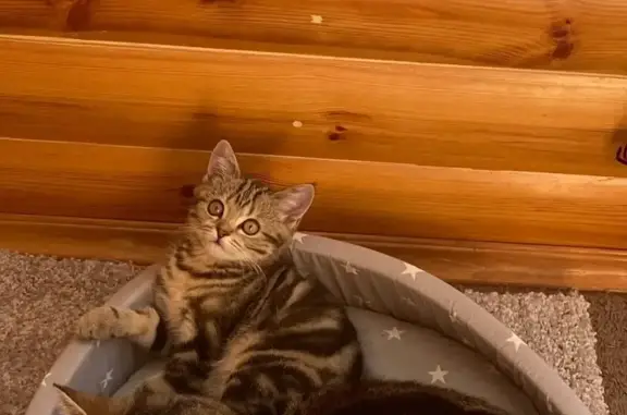 Кошки потеряшки, , фото: Потеряшка кошка, аллея Славы, Лениногорск