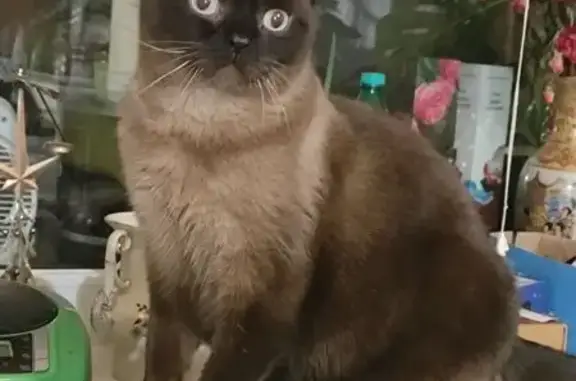 Кошки потеряшки, Ушково, фото: Потеряшка кот Сёма, Приморское шоссе 619