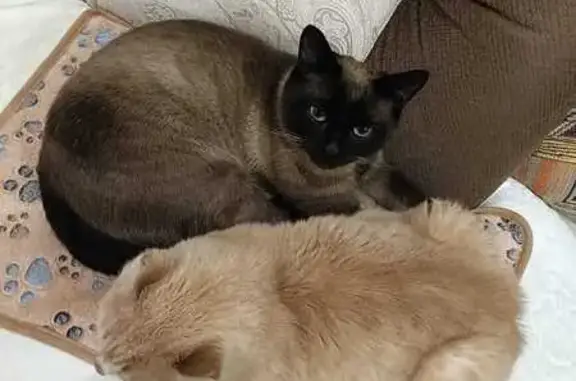 Кошки потеряшки, Йошкар-Ола, фото: Потеряшка кошка, Йошкар-Ола, Первомайская 38