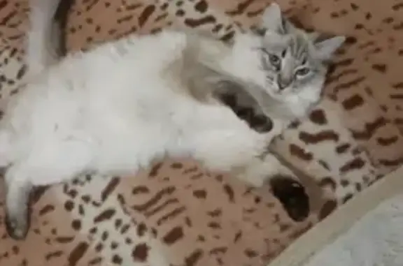 Пропала кошка, Тюльпановая ул., Волгоград