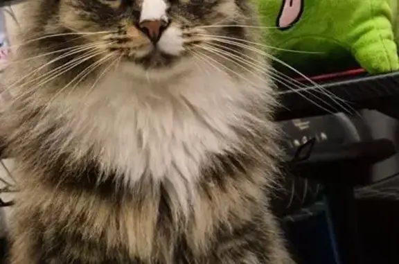 Кошки потеряшки, Москва, фото: Потеряшка кошка, ул. Полбина, 54, Москва