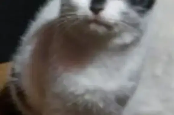 Пропала слепая кошка, Бугаёвское СП