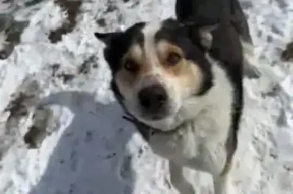 Пропала собака, Советская 24, Верхнепашино