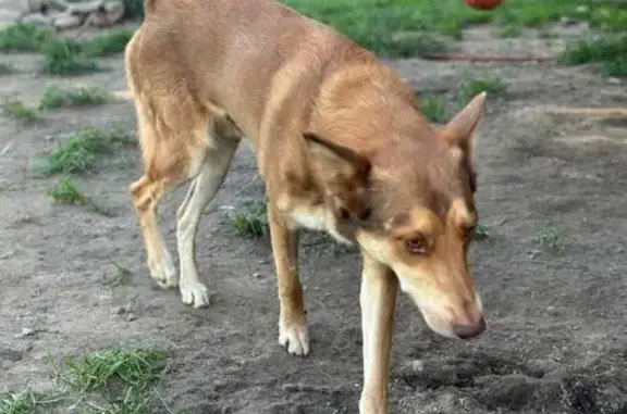 Найдена собака, Юрлово, фото: Собака найдена: Пятницкое шоссе, 1