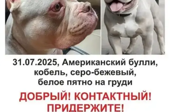 Пропала собака, ул. Нижние Мнёвники
