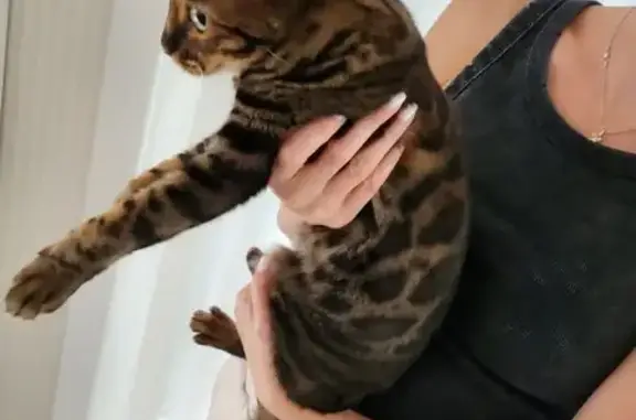 Найдена кошка, , фото: Кошка найдена: Ольховая ул., Светлогорск