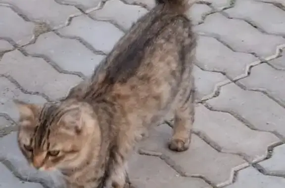 Найдена кошка, Набережные Челны, фото: Кошка найдена, ул. Усманова, Наб. Челны