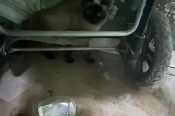 Кошки найдены, Казань, Комарова 10