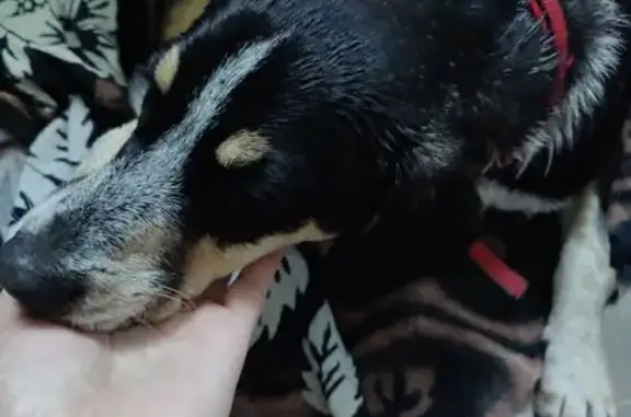 Найдена собака, Кореновская ул., Краснодар