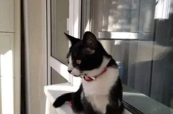 Найдена кошка, Курган, фото: Кошка найдена, ул. 1 Мая, 10, Курган