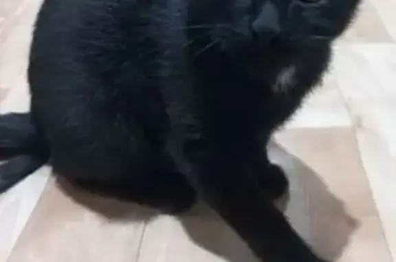 Найдена кошка, Пермь, фото: Кошка найдена на Чукотской улице, Пермь