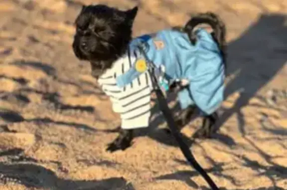 Пропала собака в районе Рантуэ, Карелия