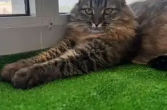 Кошки потеряшки, Набережные Челны, фото: Потеряшка кошка, Набережные Челны, 36/1