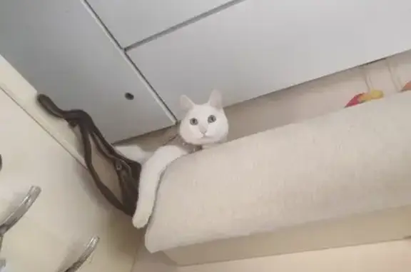 Пропал белый кот, Ленинградский 5А