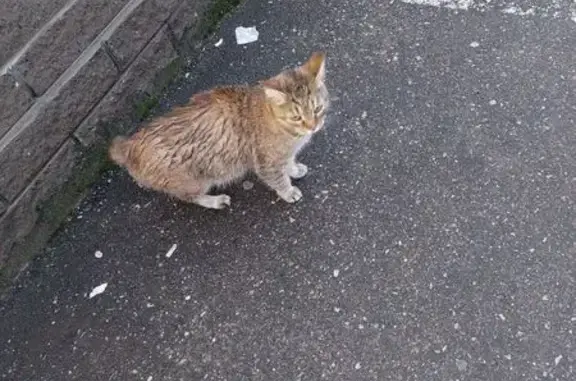 Кошка найдена у Пятёрочки, Молодёжная 7А