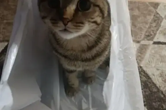 Пропала шотландская кошка, Жукова 41