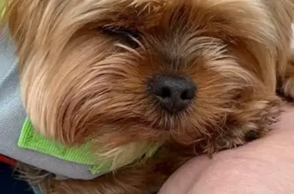 Собаки потеряшки, Московская область, фото: Потеряшка собака на дороге 46К-1112, МО