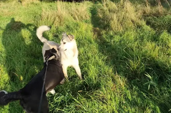 Найдена собака, Новая Мельница, фото: Собака найдена: 3-я Загородная ул., 102А к1