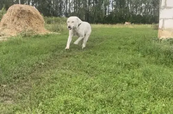 Пропал алабай Первомайский, Тульская обл.