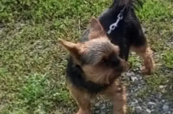 Пропала собака, Молодёжная ул., Буланаш