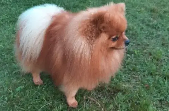 Найдена собака, Ленинградская область, фото: Рыжая собака найдена в Приморском поселении