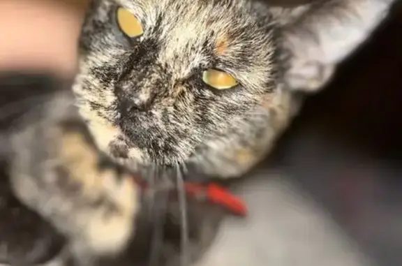 Кошки потеряшки, Московская область, фото: Потеряшка кошка, Поварово, МО