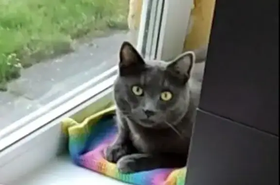 Кошки потеряшки, Йошкар-Ола, фото: Потеряшка кошка, Ленинский проспект, 16