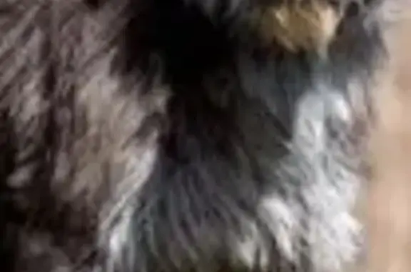 Пропала собака, ул. Кочетова, 99, Кызыл