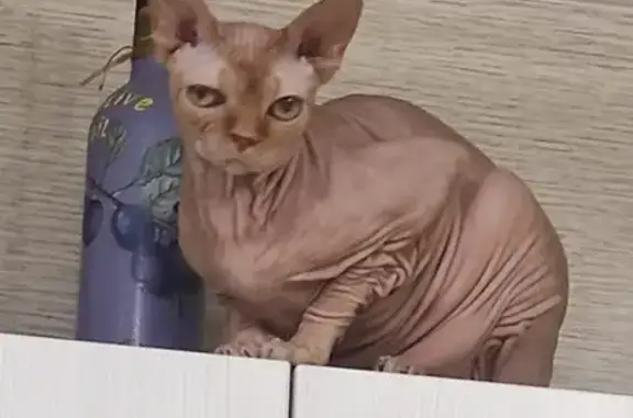 Кошки потеряшки, Новосибирск, фото: Потеряшка кот сфинкс, Пархоменко 72, помогите!