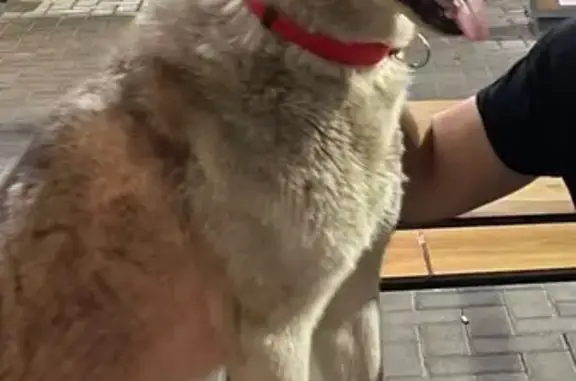 Найдена собака, Красноярск, фото: Собака найдена, ул. Красной Армии, Крск