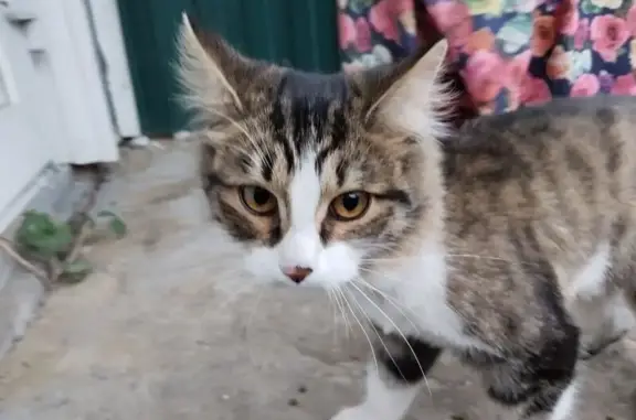 Найдена кошка, Екатеринбург, фото: Найдена кошка, ул. Панфиловцев, 53